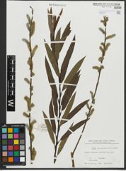 Foto von Salix purpurea L. x Salix viminalis L.